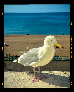 A seagull stands on a concrete ledge with a sandy beach and blue ocean in the background, presented with a vintage film camera border showing 'KODAK EKTAR 100' on the right side photograph by Richard Heeps