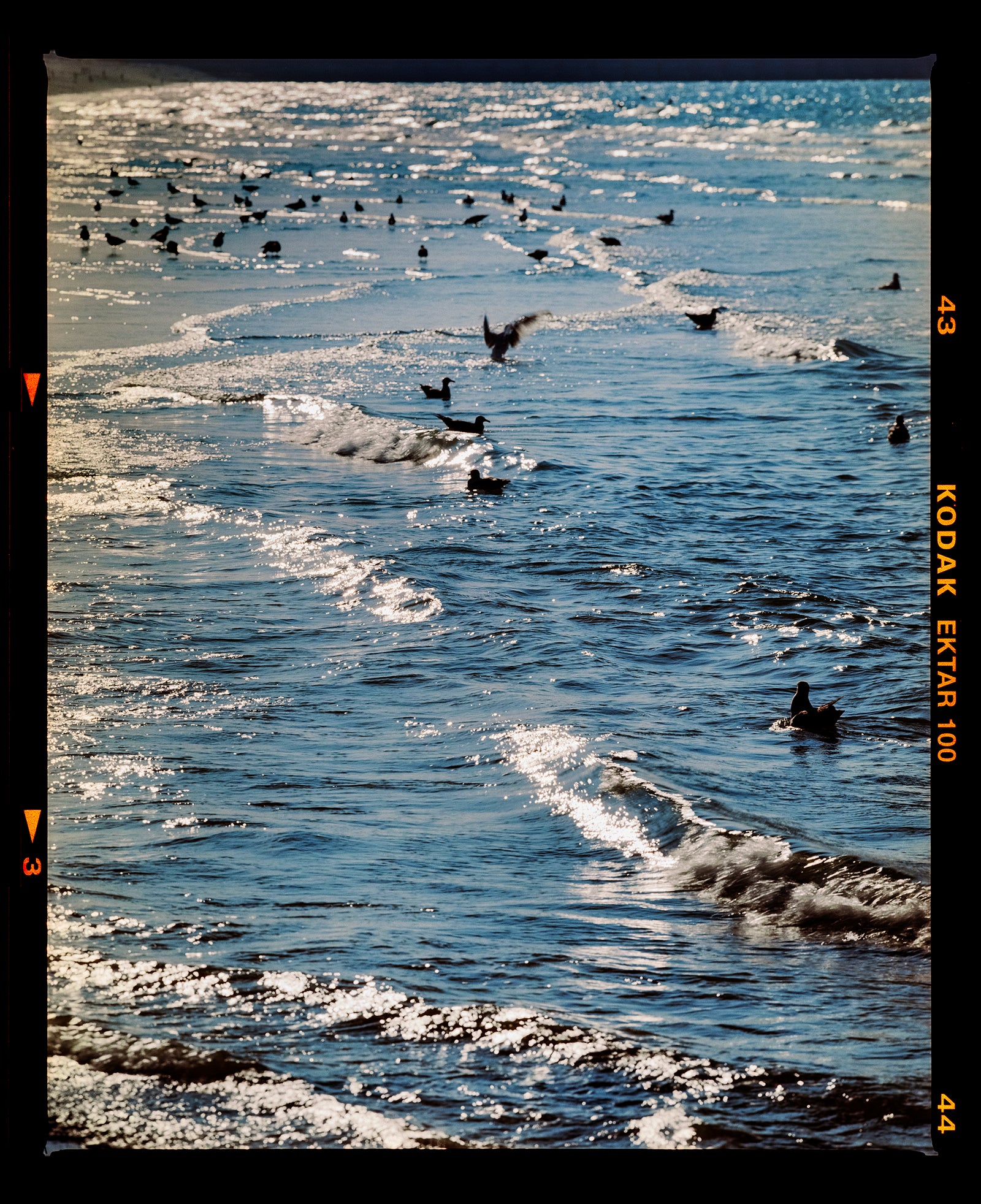 Richard Heeps photography capturing the Brighton Beach shoreline with waves washing ashore and several black birds swimming and flying in the blue water. The print has a black border with Kodak Ektar 100 film edge.