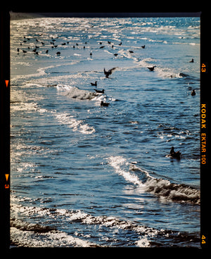 Richard Heeps photography capturing the Brighton Beach shoreline with waves washing ashore and several black birds swimming and flying in the blue water. The print has a black border with Kodak Ektar 100 film edge.