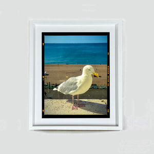 The Queens Seagull, Brighton, 2025