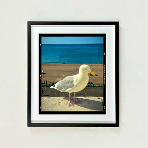 The Queens Seagull, Brighton, 2025
