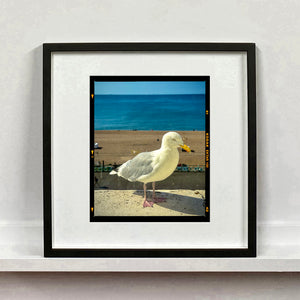 The Queens Seagull, Brighton, 2025
