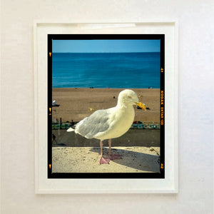 The Queens Seagull, Brighton, 2025