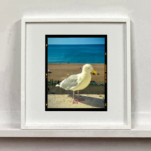 The Queens Seagull, Brighton, 2025