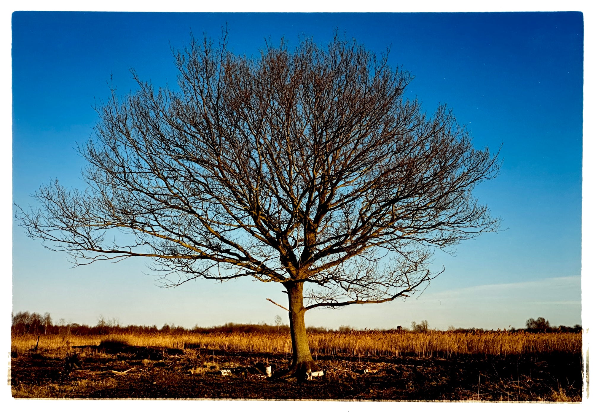 Photograph by Richard Heeps. A winter tree fills this photograph, with a vast blue sky behind and golden fenland below.