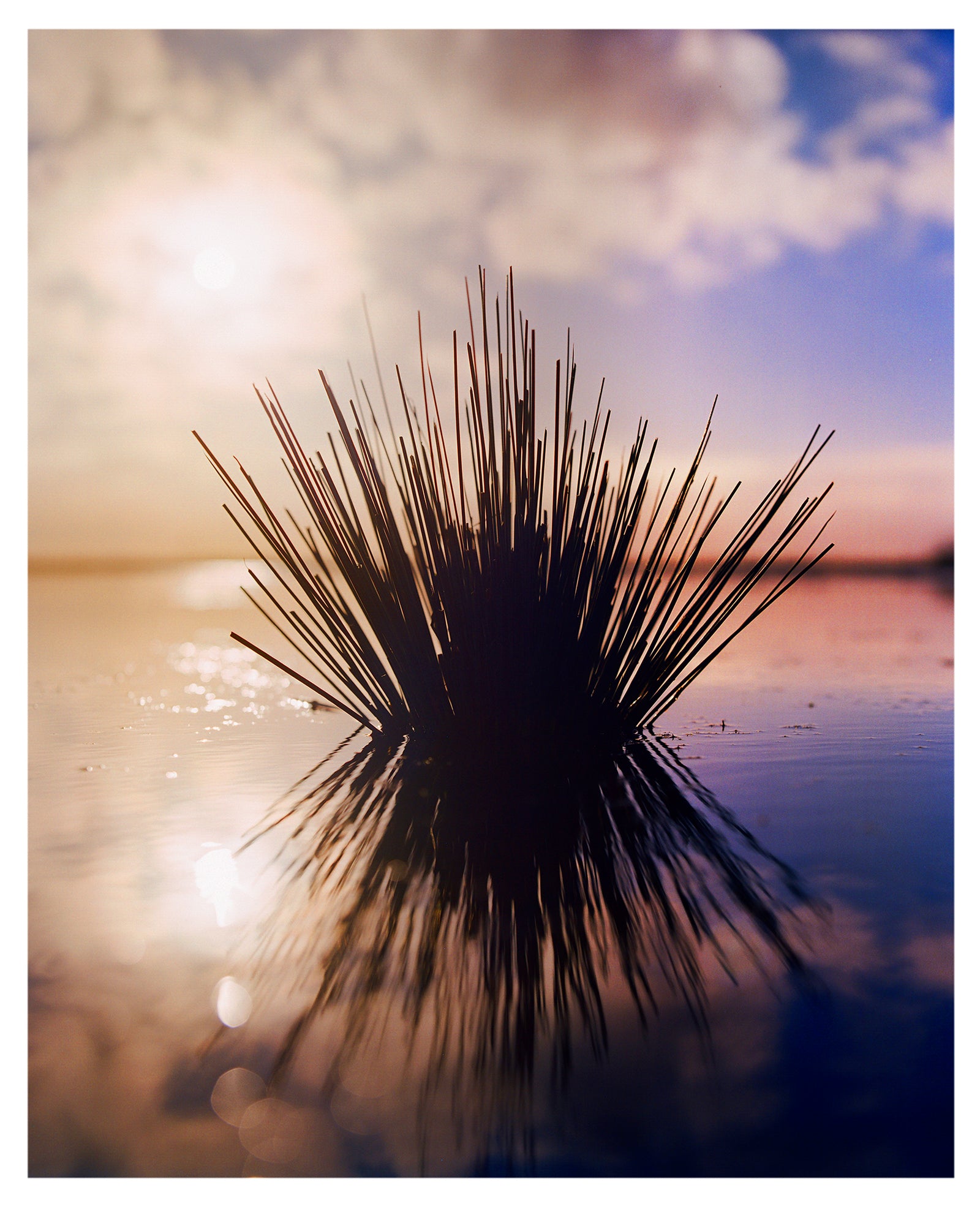 Photograph by Richard Heeps. A tussock of grass sits at dusk in fenland water. It is bathed in a golden dusk light.