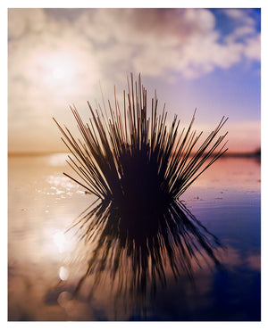 Photograph by Richard Heeps. A tussock of grass sits at dusk in fenland water. It is bathed in a golden dusk light.