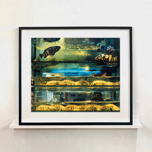 Black framed photograph by Richard Heeps. Wet market fish tank filled with blue green and yellow fish, in a Hong Kong street.