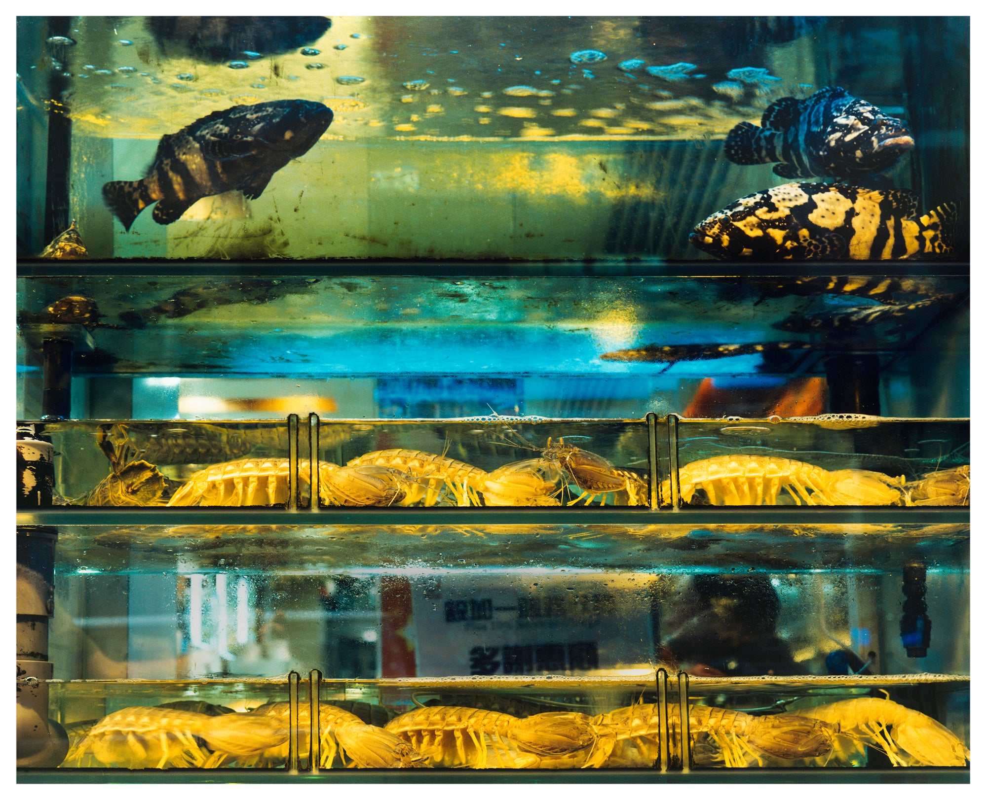 Wet market bright blue green and yellow fish tank Hong Kong street photography by Richard Heeps