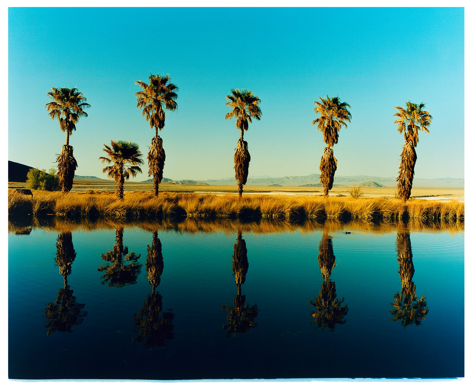 California landscape palm trees photograph by Richard Heeps.