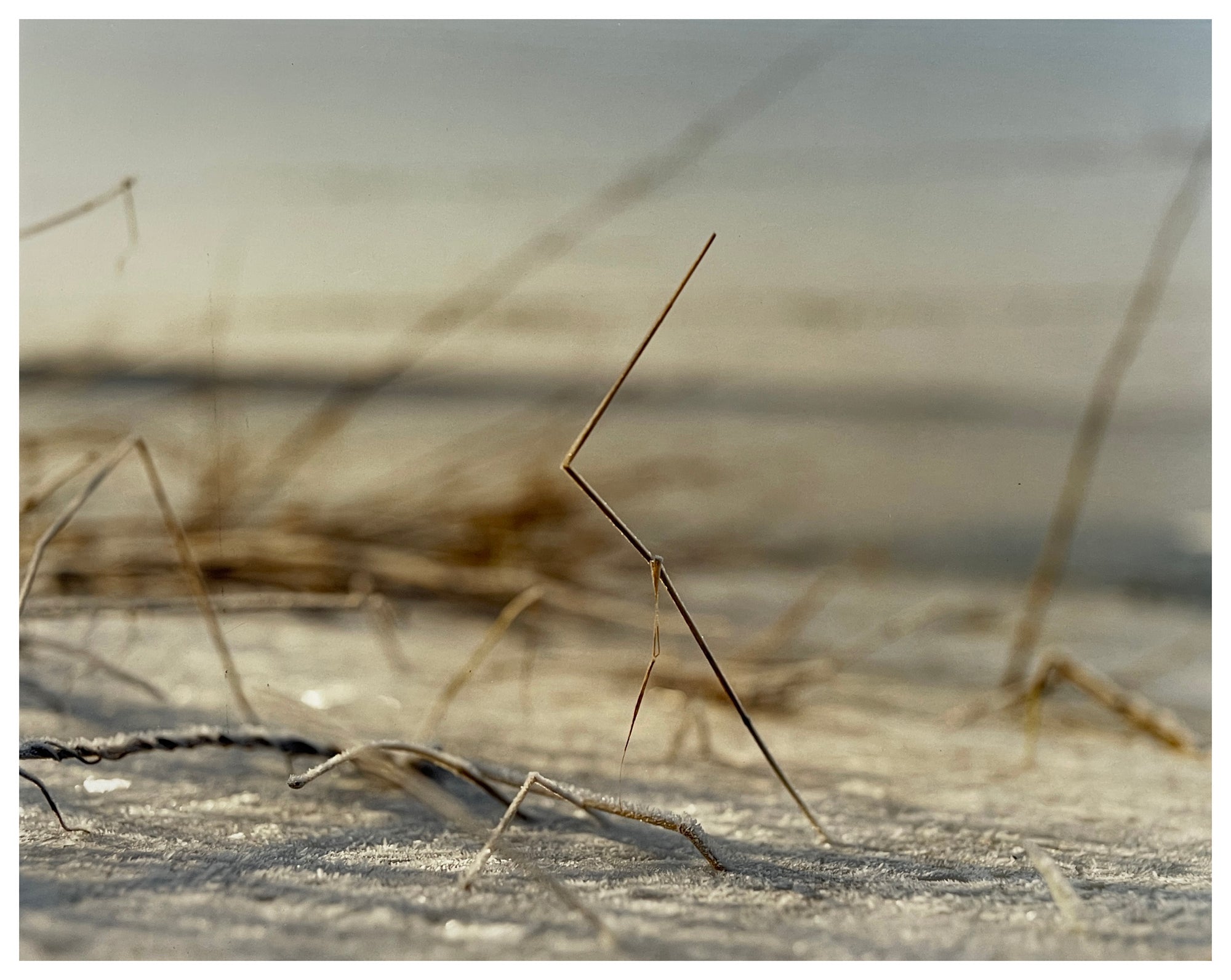 Photograph by Richard Heeps.  A piece of frosty stubble sits in a snowy fen field.