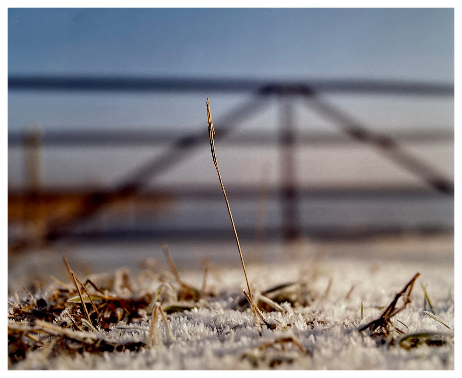Photograph by Richard Heeps. A prominent piece of stubble on a snowy field, framed by a wooden gate. 