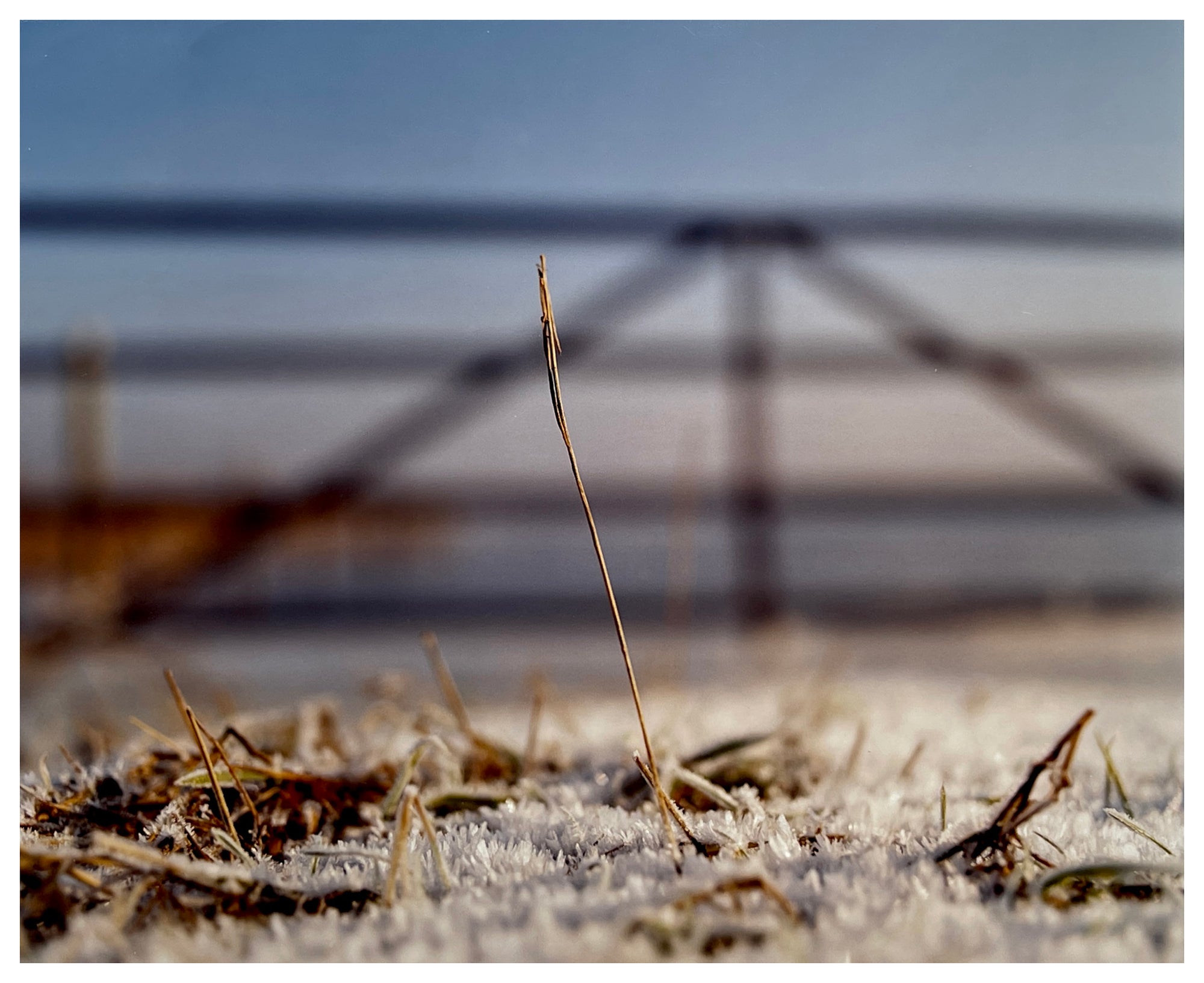 Photograph by Richard Heeps. A prominent piece of stubble on a snowy field, framed by a wooden gate. 
