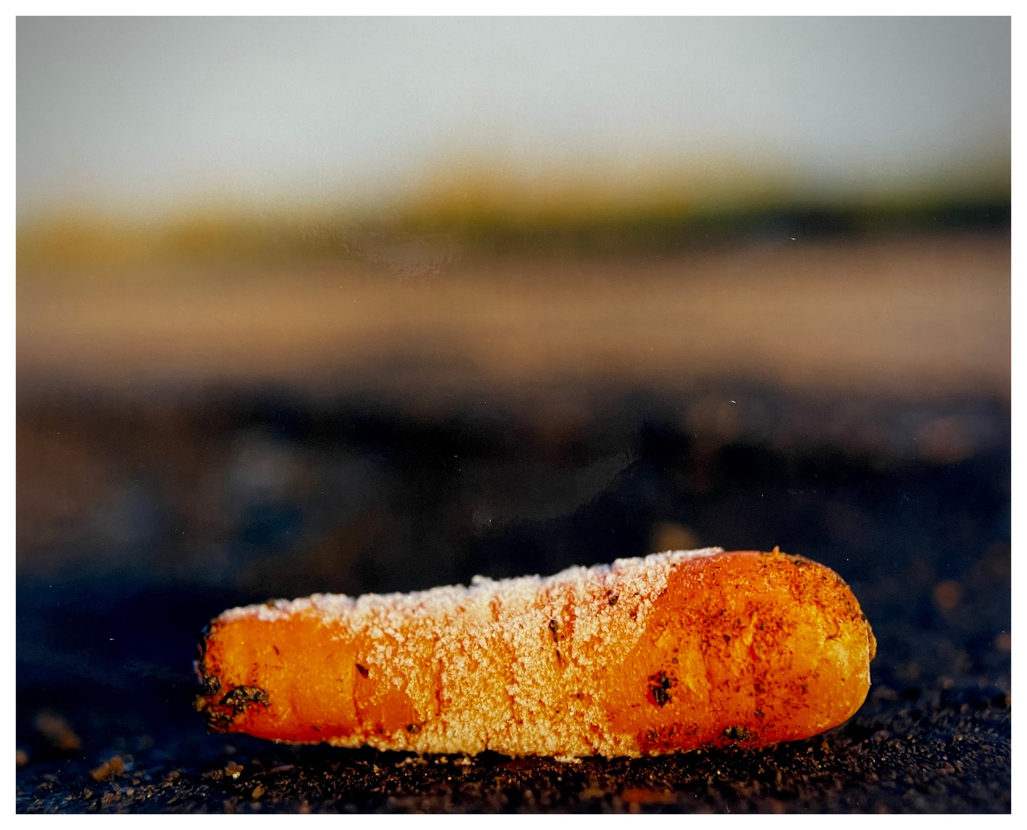 Photograph by Richard Heeps. A lone frosty carrot sits on a peaty fen field.