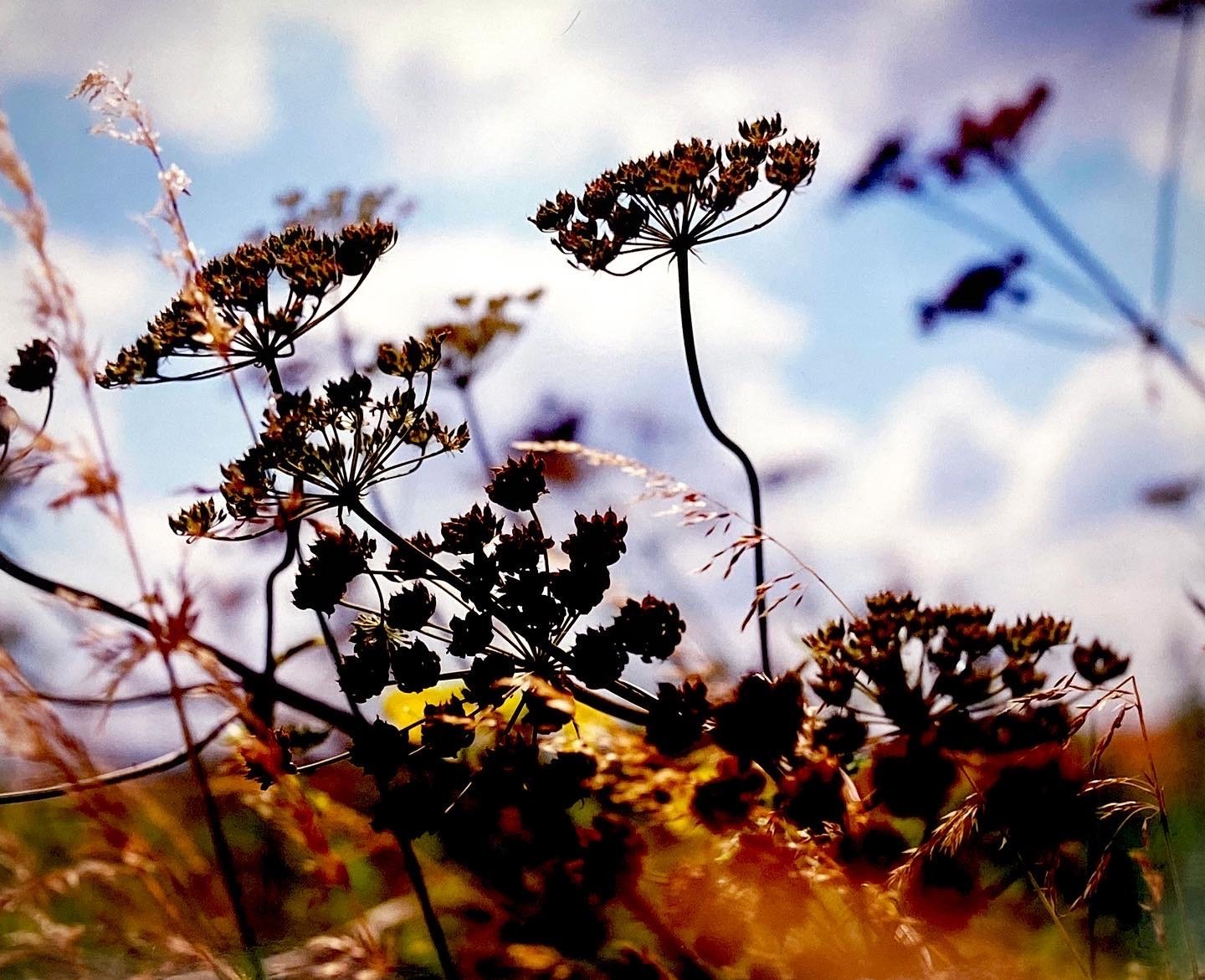 A set of photographs that followed a straight line. The images would go through, over and under what ever came in the path of the camera’s lens: sky, field, landscape.