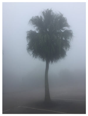 The Peak Palm Tree, Hong Kong, 2017