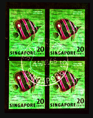 Singapore Stamp Collection '20 Cents Singapore Butterfly Fish' (Green). These historic postage stamps that make up the Heidler & Heeps Stamp Collection, Singapore Series 'Postcards from Afar' have been given a twenty-first century pop art lease of life. The fine detailed tapestry of the original small postage stamp has been brought to life, made unique by the franking stamp and Heidler & Heeps specialist darkroom process.