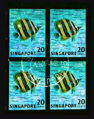 20 Cents Singapore Butterfly Fish (Turquoise). These historic postage stamps that make up the Heidler & Heeps Stamp Collection, Singapore Series “Postcards from Afar” have been given a twenty-first century pop art lease of life. The fine detailed tapestry of the original small postage stamp has been brought to life, made unique by the franking stamp and Heidler & Heeps specialist darkroom process.