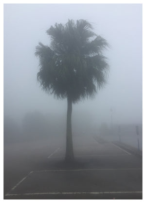 The Peak Palm Tree, Hong Kong, 2017