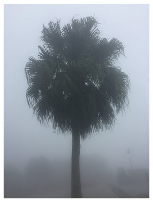 The Peak Palm Tree, Hong Kong, 2017