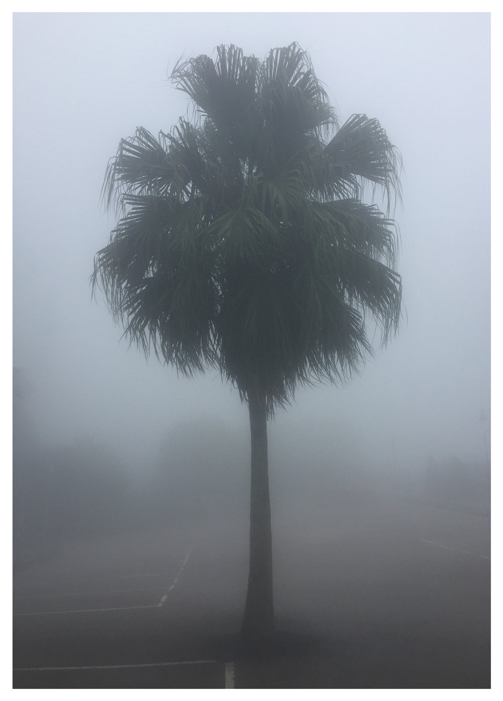 The Peak Palm Tree, Hong Kong, 2017