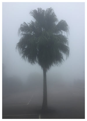 The Peak Palm Tree, Hong Kong, 2017