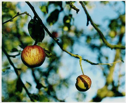 Church Lane - Apples, Cottenham, Cambridgeshire, 2003