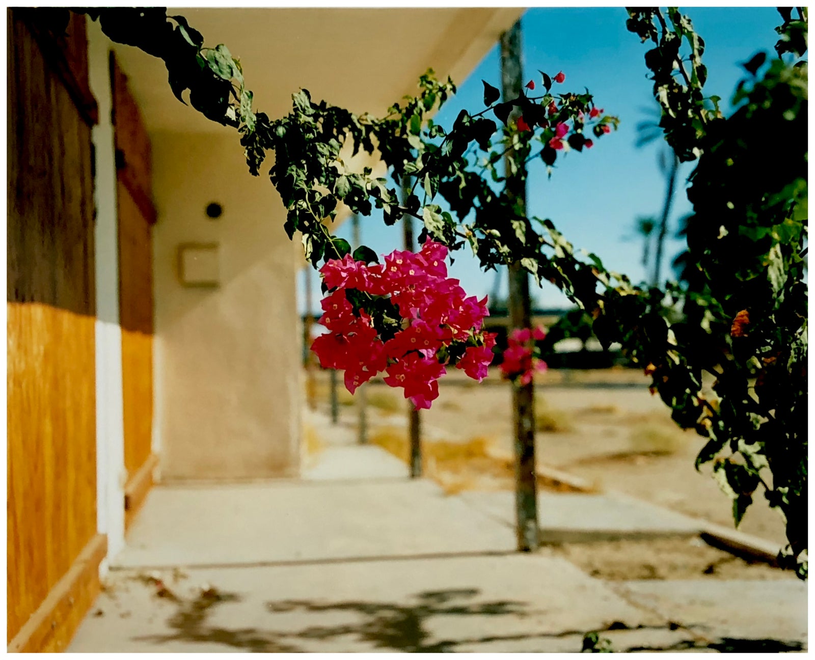 Photograph by Richard Heeps. A flowering bougainvillea hangs outside a motel entrance.
