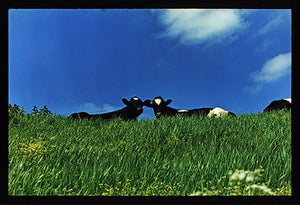 Cows, 100ft Drain, Welney, 1993