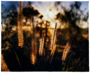 Photograph by Richard Heeps. Cotton top grass is captured with the early sunrise filtering through it. The photograph is in neutral tones.
