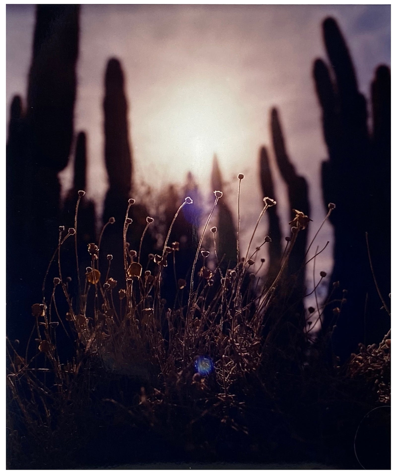 Plant life create shapes against the sky at dusk, in the Arizona Desert. Photography by Richard Heeps, part of his 'Dream in Colour' series.