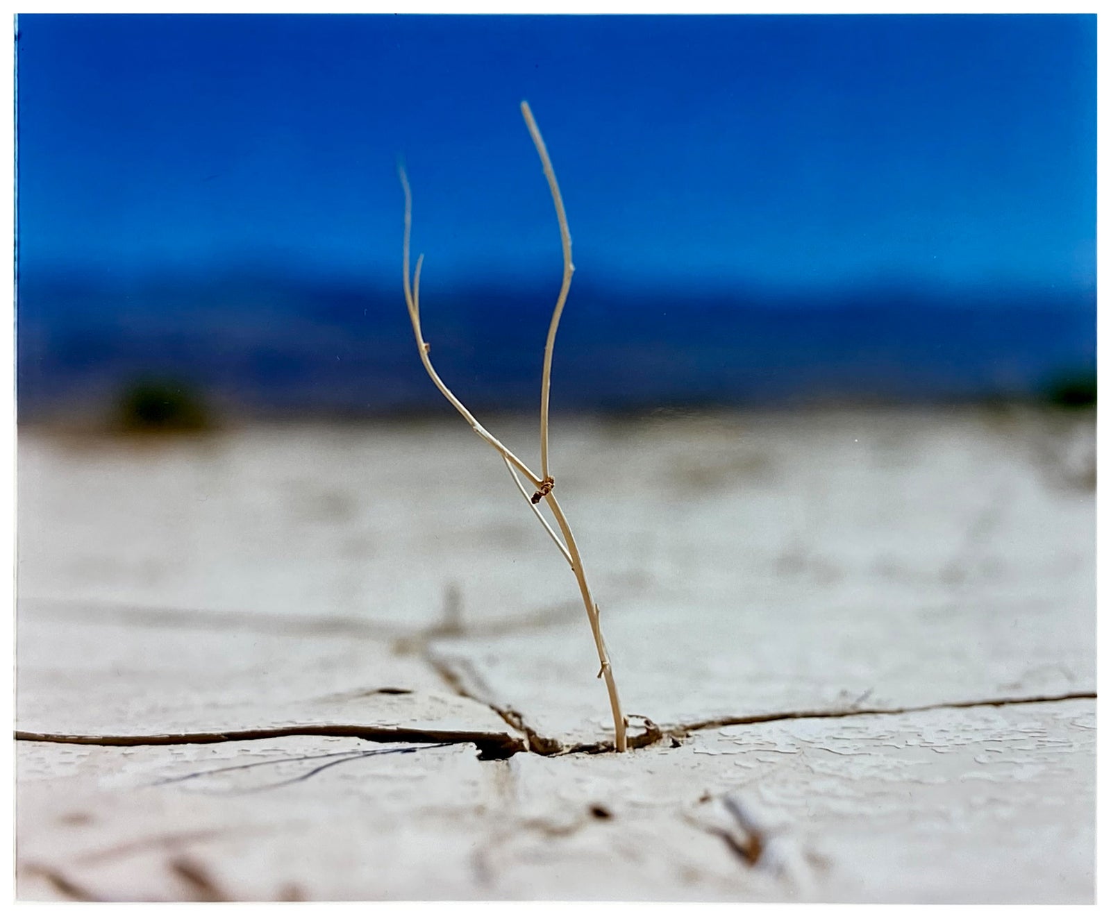 'Florescence', from Richard Heeps' 'Dream in Colour' series was photographed in Panamint Valley, Death Valley National Park, California. This minimal landscape photograph uses a shallow depth of field emphasises a lone twig, a small sign of life, against a deep blue sky background.