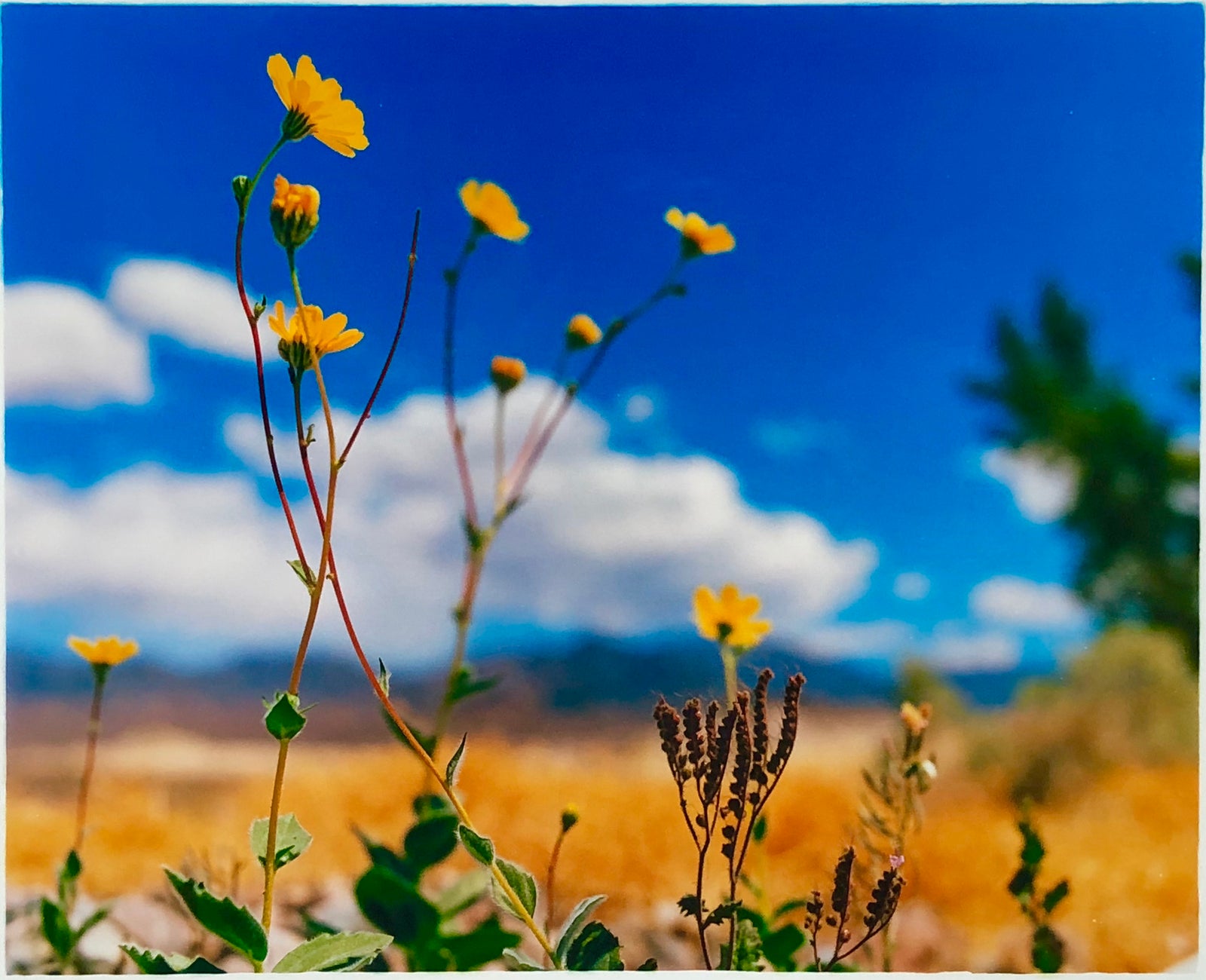 'Hell's Gate', part of Richard Heeps 'Dream in Colour' Series, this beautiful bright capture of the desert flower was taken at the gateway to Death Valley shortly after rainfall.