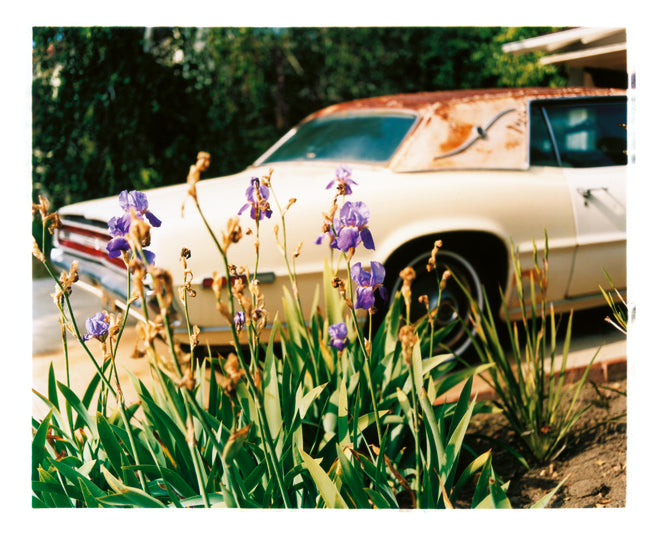 Kerbside Iris, Brentwood, California, 2002