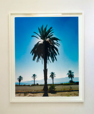 Palm Tree, Salton Sea, California, 2003
