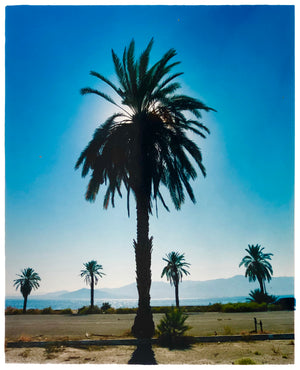 Palm Tree, Salton Sea, California, 2003