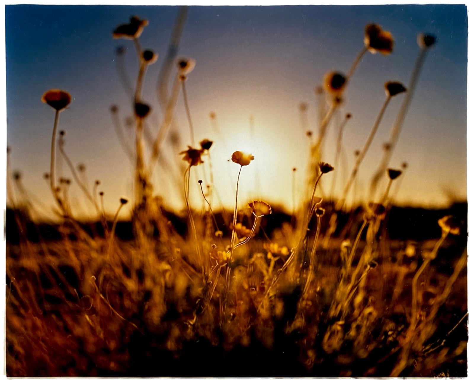 Poppies, Ajo, Arizona, 2001