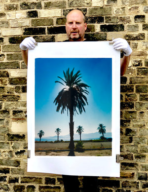 Classic Palm Tree Print, against a blue sky above desert, mountains and sea.