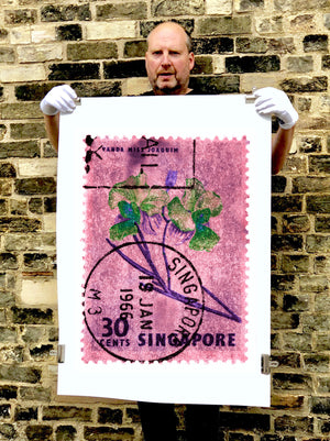 Singapore Stamp Collection '30 Cents Singapore Orchid Pink'. These historic postage stamps that make up the Heidler & Heeps Stamp Collection, Singapore Series 'Postcards from Afar' have been given a twenty-first century pop art lease of life. The fine detailed tapestry of the original small postage stamp has been brought to life, made unique by the franking stamp and Heidler & Heeps specialist darkroom process.