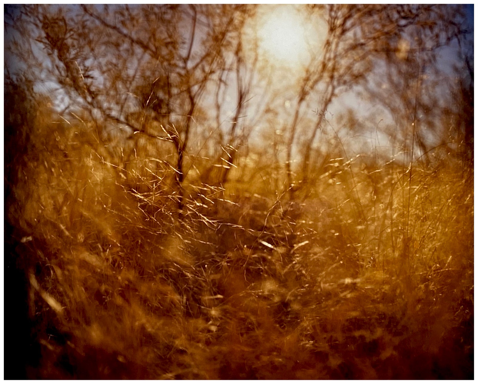Roadside Grass, Why, Arizona, 2000