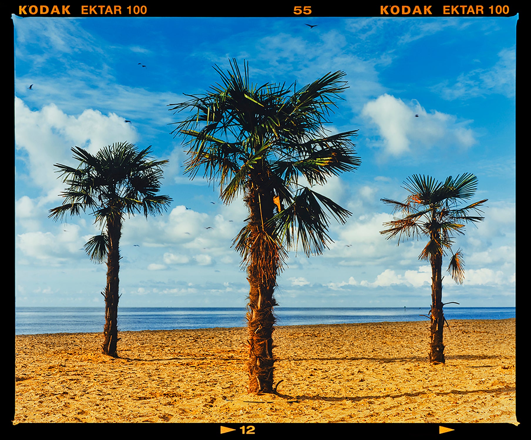 Photograph by Richard Heeps.  Three palm trees on the beach at Clacton-on-Sea with shadows cast by the early evening light.