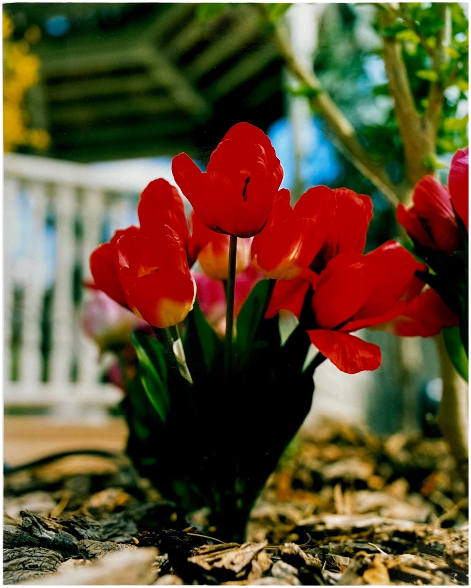 Wedding Chapel Garden, Las Vegas, 2003
