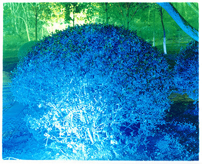 Blue Bush, Xuzhou, Jiangsu, 2013