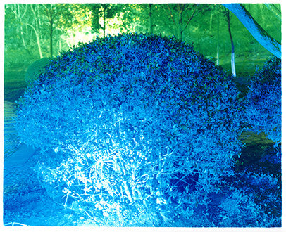 Blue Bush, Xuzhou, Jiangsu, 2013