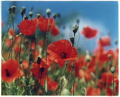 Poppies, Nr Walsingham, Norfolk 2006