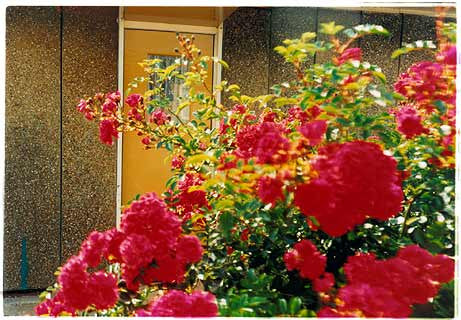 Roses, Post War Prefab, Wisbech 1993