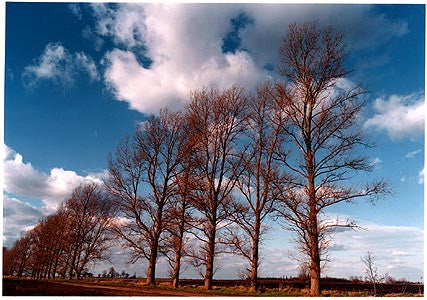 0°00' longitude, 52°24N', Somersham High North Fen, Cambridgeshire 2001
