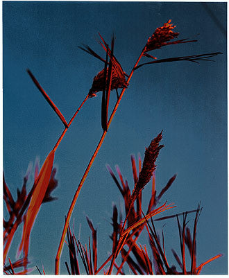0°00' longitude, 52°36N' latitude, Reeds, Adventurer's Land, Cambridgeshire 2000