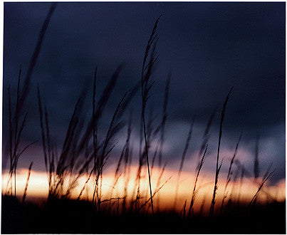 Grass, Binham, Norfolk 2003