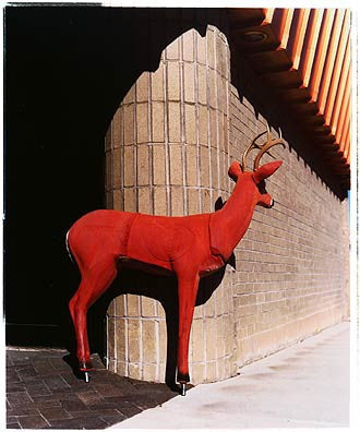 Deer II, Ely, Nevada 2003